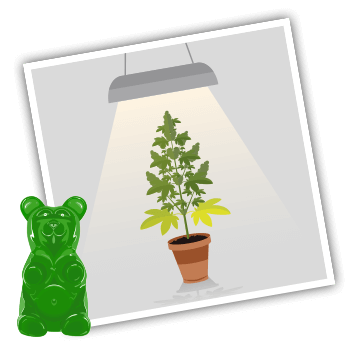 growing-vendor-gummi
