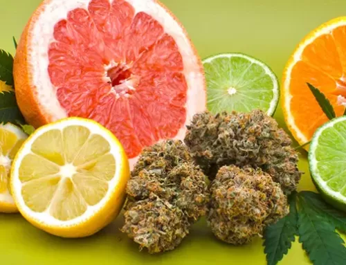 The Ultimate Guide to Cannabis Terpenes